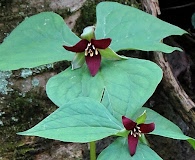 Trillium erectum