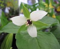 Trillium flexipes