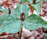 Trillium gracile