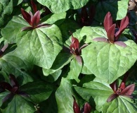 Trillium kurabayashii