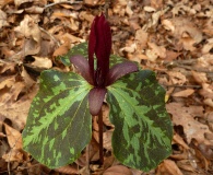 Trillium maculatum