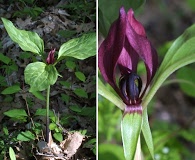 Trillium recurvatum