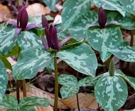 Trillium reliquum