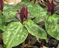 Trillium sessile