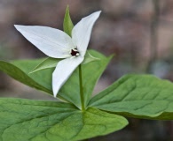 Trillium simile