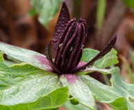 Trillium stamineum