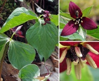 Trillium sulcatum