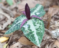 Trillium underwoodii