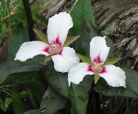 Trillium undulatum