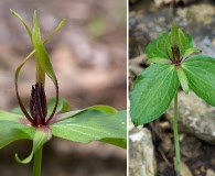 Trillium viridescens