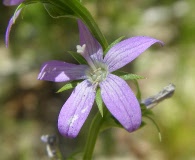 Triodanis holzingeri