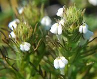 Triphysaria versicolor