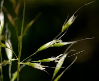 Trisetum montanum