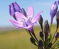 Triteleia bridgesii