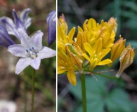 Triteleia crocea