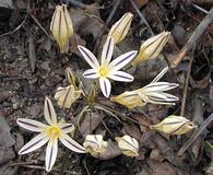 Triteleia hendersonii