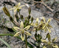 Triteleia ixioides