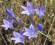 Triteleia laxa