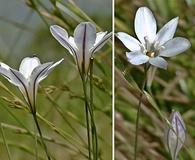 Triteleia peduncularis