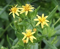 Trixis inula