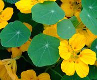 Tropaeolum majus