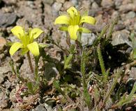 Tropidocarpum gracile