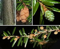 Tsuga canadensis