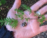 Tsuga heterophylla