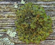 Tuckermanopsis ciliaris