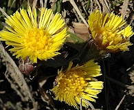 Tussilago farfara