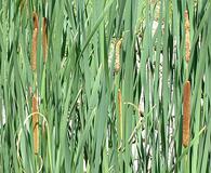 Typha angustifolia