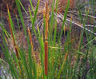 Typha domingensis