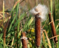 Typha latifolia