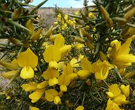 Ulex europaeus