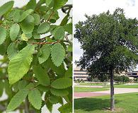 Ulmus crassifolia