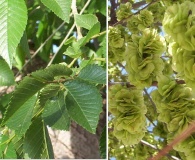 Ulmus minor