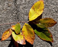 Ulmus serotina