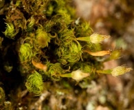 Ulota crispa