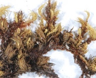 Ulota megalospora