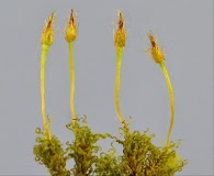 Ulota obtusiuscula