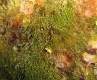 Ulva compressa