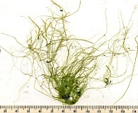 Ulva prolifera