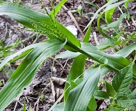 Urochloa adspersa