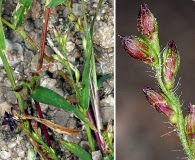 Urochloa fusca