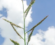 Urochloa mutica