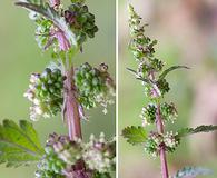 Urtica chamaedryoides