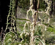 Urtica gracilenta