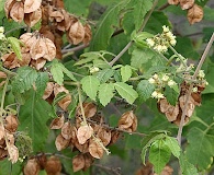 Urvillea ulmacea