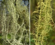 Usnea angulata