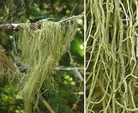 Usnea cavernosa